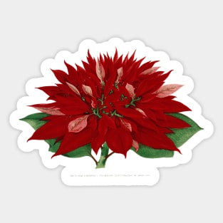 19th Century Flower Lithograph Sticker